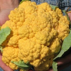 Cvetača Cheddar – rumeno-oranžna glava