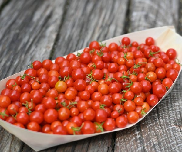Plodovi paradižnika Currant– divja sorta z drobnimi, sladkimi paradižniki