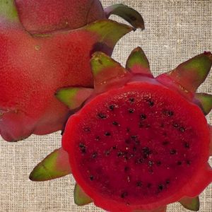 Pitaja Lisa – rdeča lupina in temno rdeče meso, sadika zmajevega sadeža