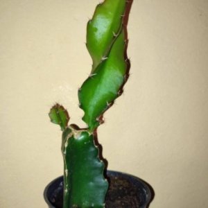 Mlada sadika pitaje oziroma zmajevega sadeža v loncu.