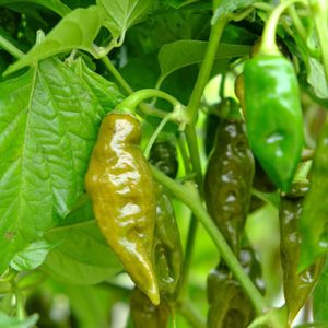 Čili Scorpion Moruga Green – zeleni super pekoči čiliji