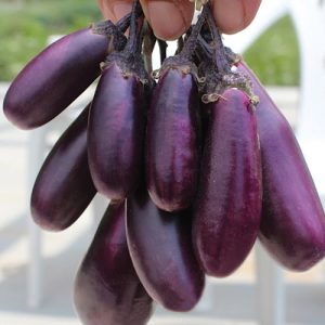 Jajčevec Grappoli sott’olio – grozdi majhnih temno vijoličastih plodov