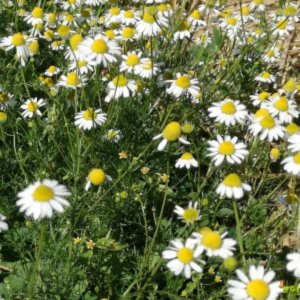 Kamilica – beli cvetovi z rumeno sredino na rastlini