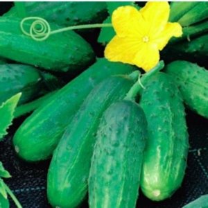 Kumara Reja F1 – zelena kumara za vlaganje z bujno rastjo