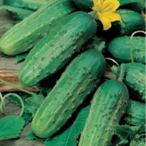 Kumara Soplica F1 – zeleni plodovi