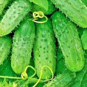 Kumara Tytus F1 – enakomerni svetlo zeleni plodovi za vlaganj