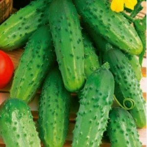 Kumara Zefir F1 – svetlo zelena kumara za vlaganje na plezalni rastlini