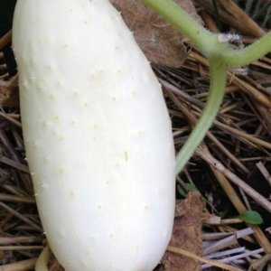 Kumara White Wonder – svetlo beli plodovi s hrustljavim mesom