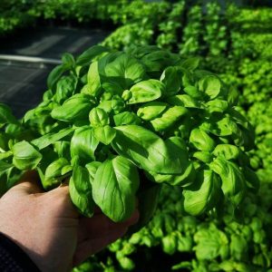 Bazilika Loki – kompaktna svetlo zelena bazilika z aromatičnimi listi