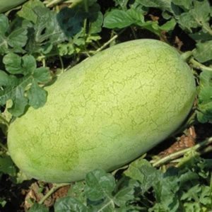 Lubenica Charleston Gray – podolgovat plod z zeleni-sivo lupino in rdečim mesom