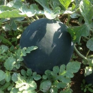 Lubenica Sugar Baby – kompaktna sorta z temno lupino in rdečim mesom