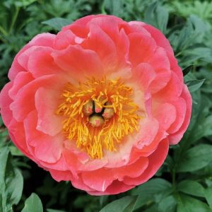 Potonika Coral Sunset – marelični polnjeni cvetovi visoke trajnice