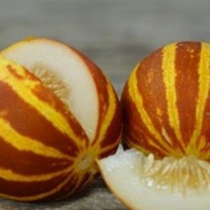 Melona Rich Sweetness – majhni rdeče-rumeno črtasti plodovi s kremastim mesom