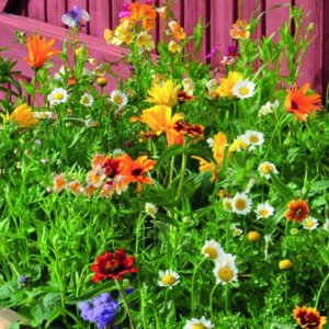 Mešanica nizkih enoletnih cvetlic za posode – medovite rastline za balkone in terase.