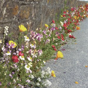 Mešanica cvetlic za robove in meje – medovite rastline, ki cvetijo vse leto.