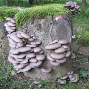 Plodovi bukovega ostrigarja Pleurotus ostreatus – svetlosive gobe z nežnim okusom.