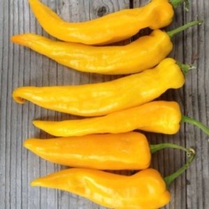 Paprika Corno di Toro Giallo – dolgi rumeni plodovi