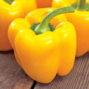 Paprika Kasia – svetlo rumeni kvadratni plodovi