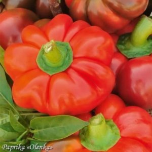 Paprika Olenka – ploščati rdeči plodovi