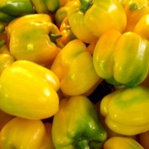 Paprika Quadrato D’Asti Giallo – veliki rumeni kvadratni plodovi