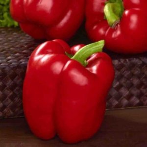 Paprika Quadrato D’Asti Rosso – kvadratni rdeči plodovi