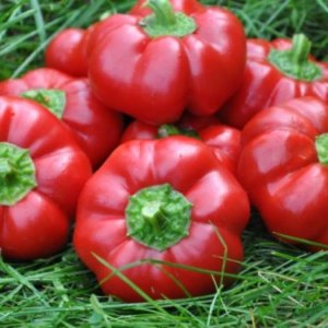 Paprika Topepo Rosso – okrogli rdeči plodovi.