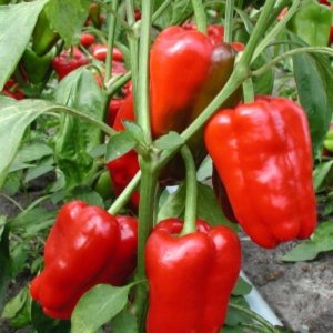 Paprika Trapez – veliki rdeči kubični plodovi