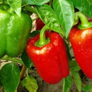 Paprika - Yolo Wonder