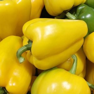 Paprika Cuneo Giallo F1 – veliki debelostenski rumeni plodovi