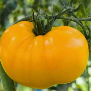 Paradižnik - Zloty Ožarowski