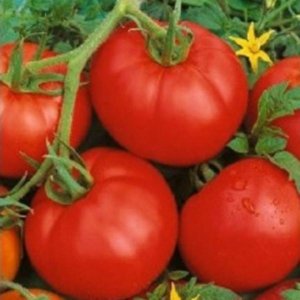 Paradižnik Ace 55 VF – svetlo rdeči, okrogli plodovi odporne sorte.