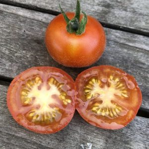 Paradižnik Angora Super Sweet – dlakavi listi in drobni rdeči sladki plodov