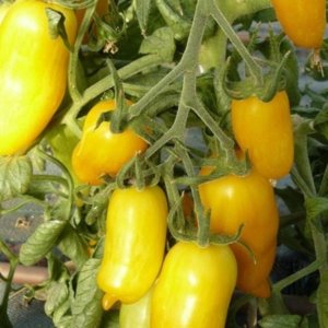 Paradižnik Banana Legs – rumeni podolgovati plodovi