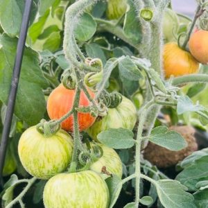 Paradižnik Fuzzy Wuzzy – oranžno-rdeči kosmati plodovi s progami