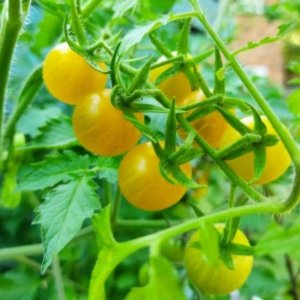 Majhni rumeni plodovi paradižnika Galapagos