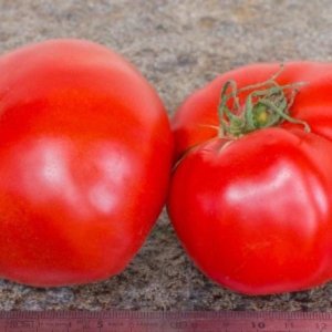 Paradižnik Gigante Lisco – veliki mesnati rdeči plodovi sorte Ingegnoli Gigante Lisco.