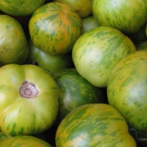 Zeleni paradižnik Green Zebra s svetlimi progami