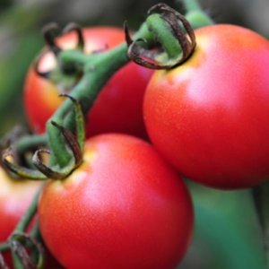 Paradižnik Hubal – srednje velik rdeč paradižnik ki se zelo dobro skladišči
