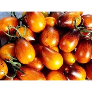 Rumeno-vijolični paradižniki hruškaste oblike sorte Indigo Pear Drops