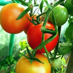 Paradižnik Moneymaker – klasična visoka sorta z rdečimi plodovi.