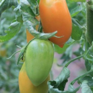 Paradižnik Orange Banana – oranžni paradižnik v obliki banane
