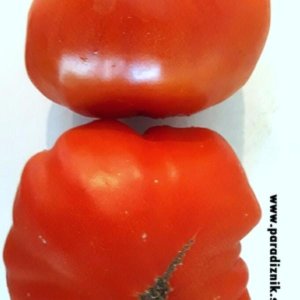 Paradižnik Pantano Romanesco – italijanska sorta z velikimi, mesnatimi plodovi.