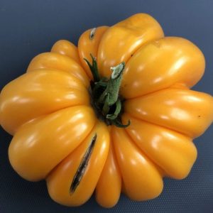 Gubasti rdeči paradižniki sorte Pitanga z maso do 1 kg