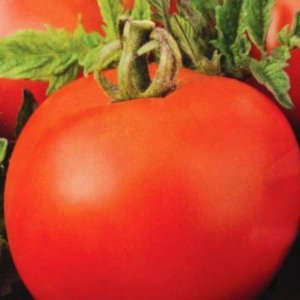 Paradižnik Poranek – zgodnja poljska sorta s kompaktnimi, rdečimi plodovi.