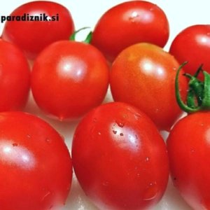 Paradižnik Principe Borghese – italijanska sorta predvsem primerna za sušenje.