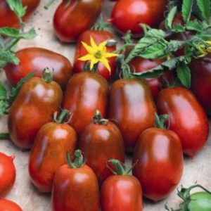 Paradižnik Sandybelle – podolgovati rdeče-temni češnjevi plodovi“