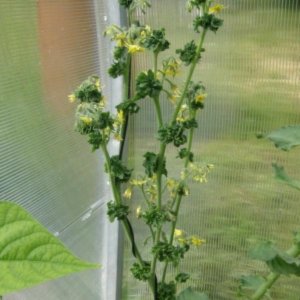 Paradižnik Stick – nenavadna drevesasta sorta s stisnjenimi listi in drobnimi rdečimi plodovi.