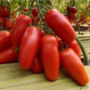 Paradižnik Supermarzano F1 – podolgovati mesnati rdeči plodovi