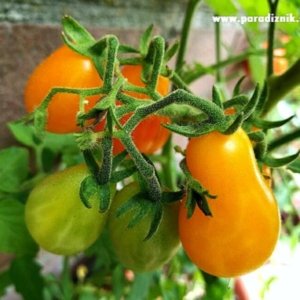 Paradižnik Perun – rumena sorta češnjevega paradižnika s hruškastimi plodovi.