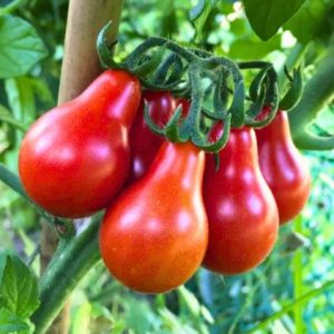 Paradižnik Red Pear – hruškasti rdeči plodovi na rastlini.